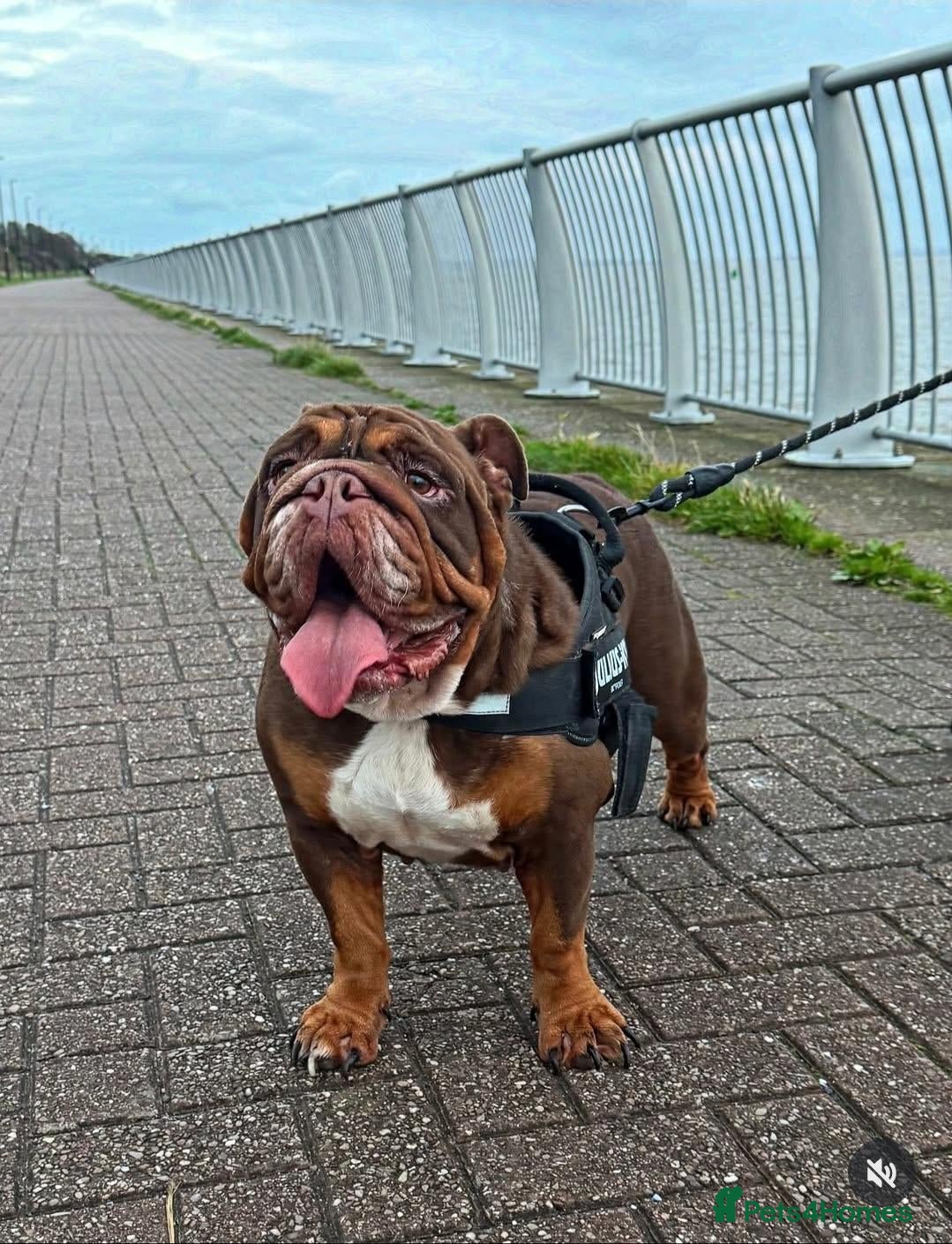 English Bulldog dogs 8 Quality English Bulldog Pups - Advert 2