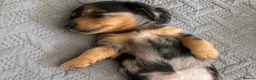Miniature Dachshund dogs for sale: Beautiful rare miniature Daschunds. Pure 🧬  - Advert 17