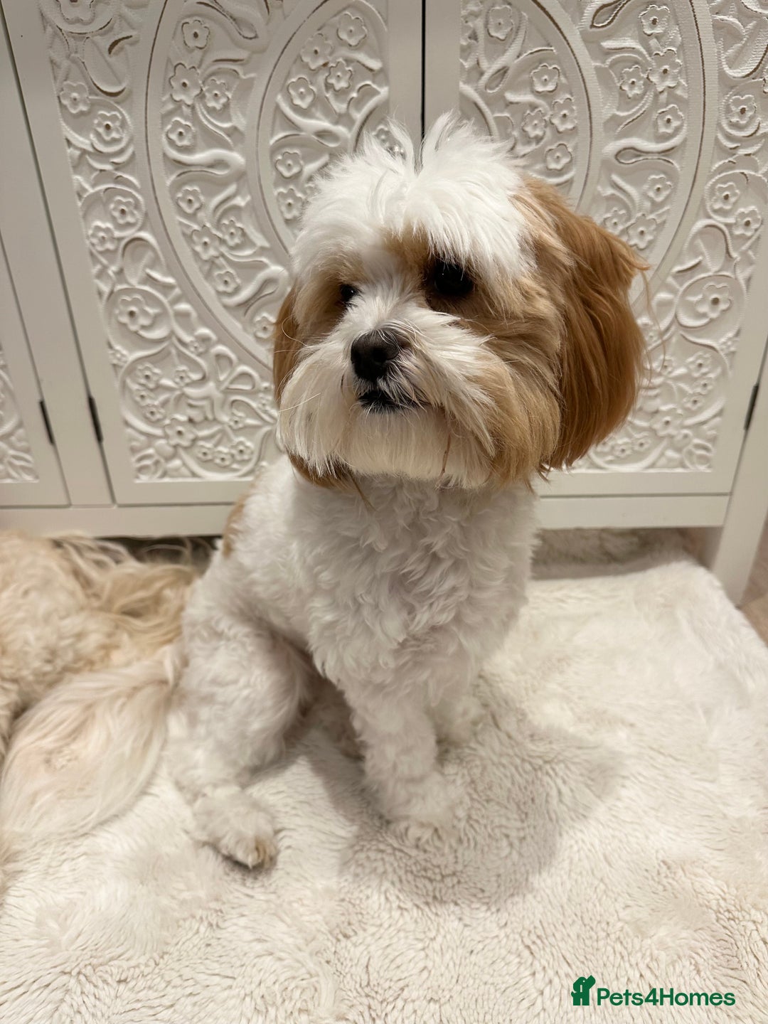 Lhasapoo dogs for sale: Our Beautiful Dogs looking for forever homes - Advert 7