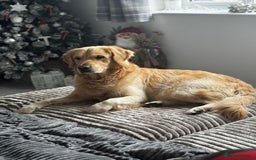 Golden Retriever dogs for stud: 🐾 Golden Retriever Stud – “Tucker” 🐾 in Colchester - Image 1