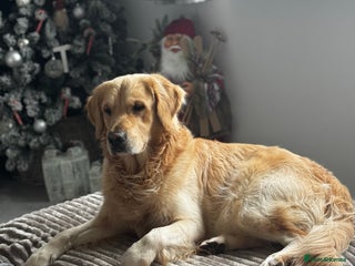 Golden Retriever dogs in Colchester - Advert 5