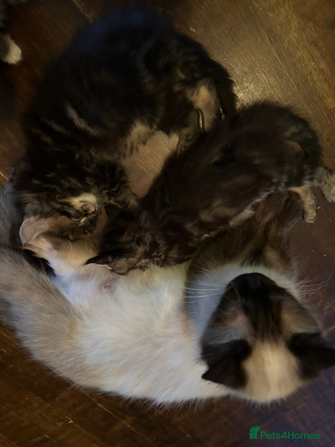 Mixed Breed cats for sale: Ragdoll Cross Kittens, 2 boys 1 girl - Advert 16
