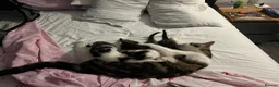 Mixed Breed cats for sale: beautiful kittens  in Eastleigh - Advert 3