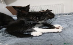 Mixed Breed cats for sale: Beautiful  kitten for sale  - Image 9