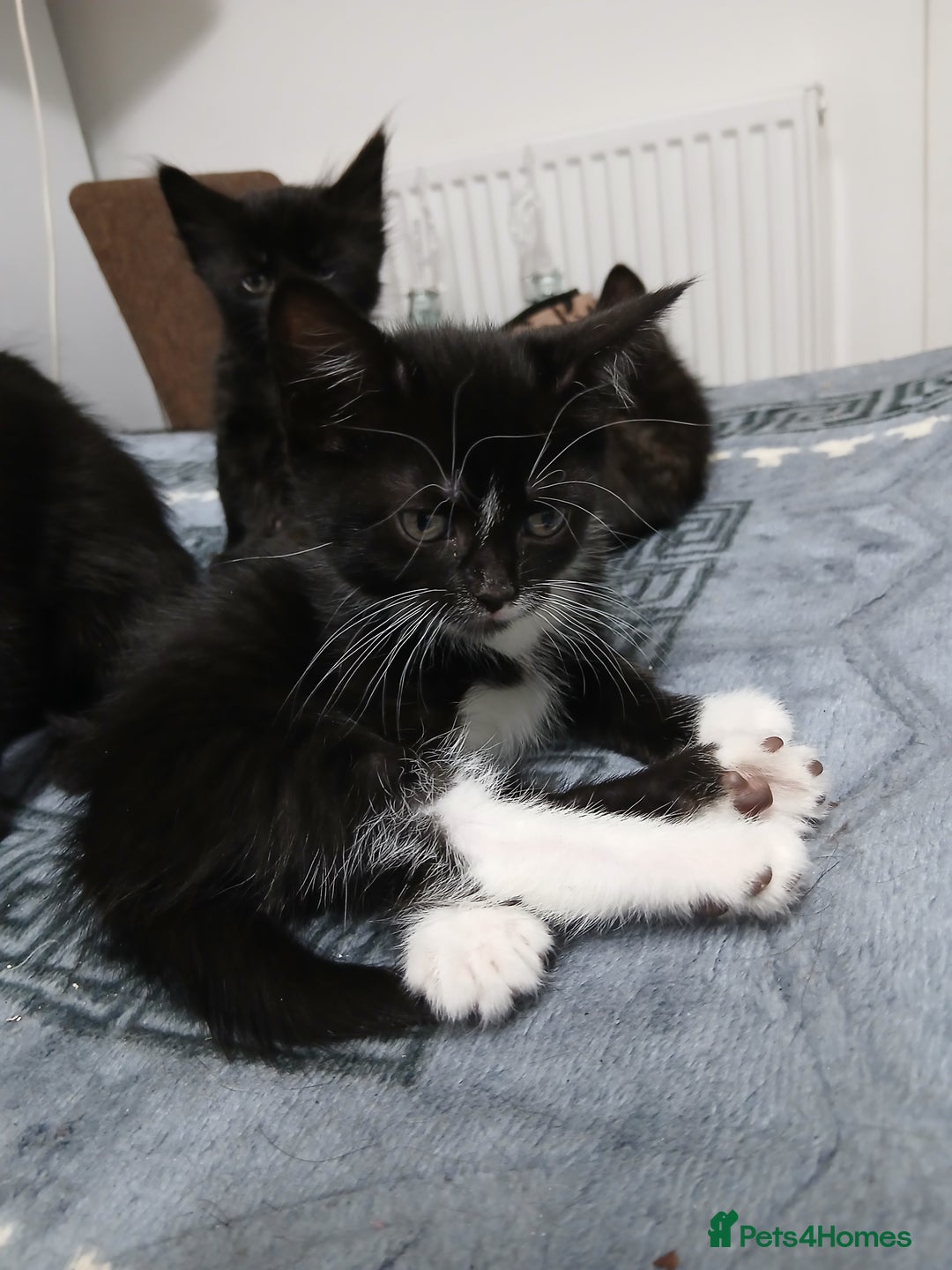 Mixed Breed cats for sale: Beautiful  kitten for sale  - Image 9