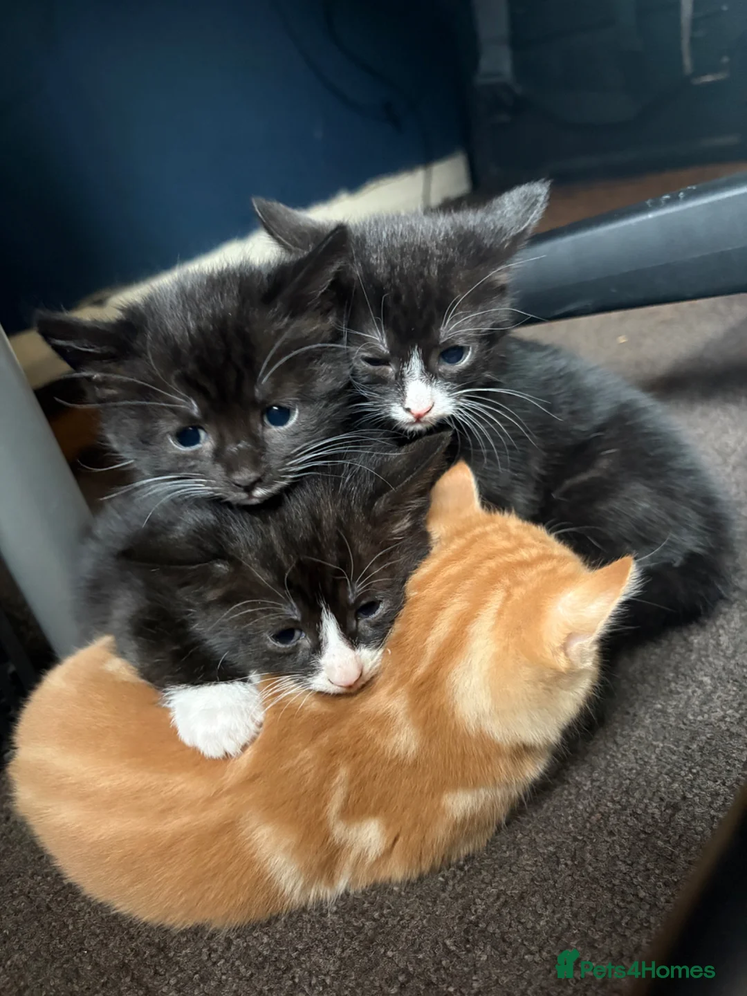 Domestic Shorthair cats for sale: Beautiful kittens looking for their forever homes - Advert 2