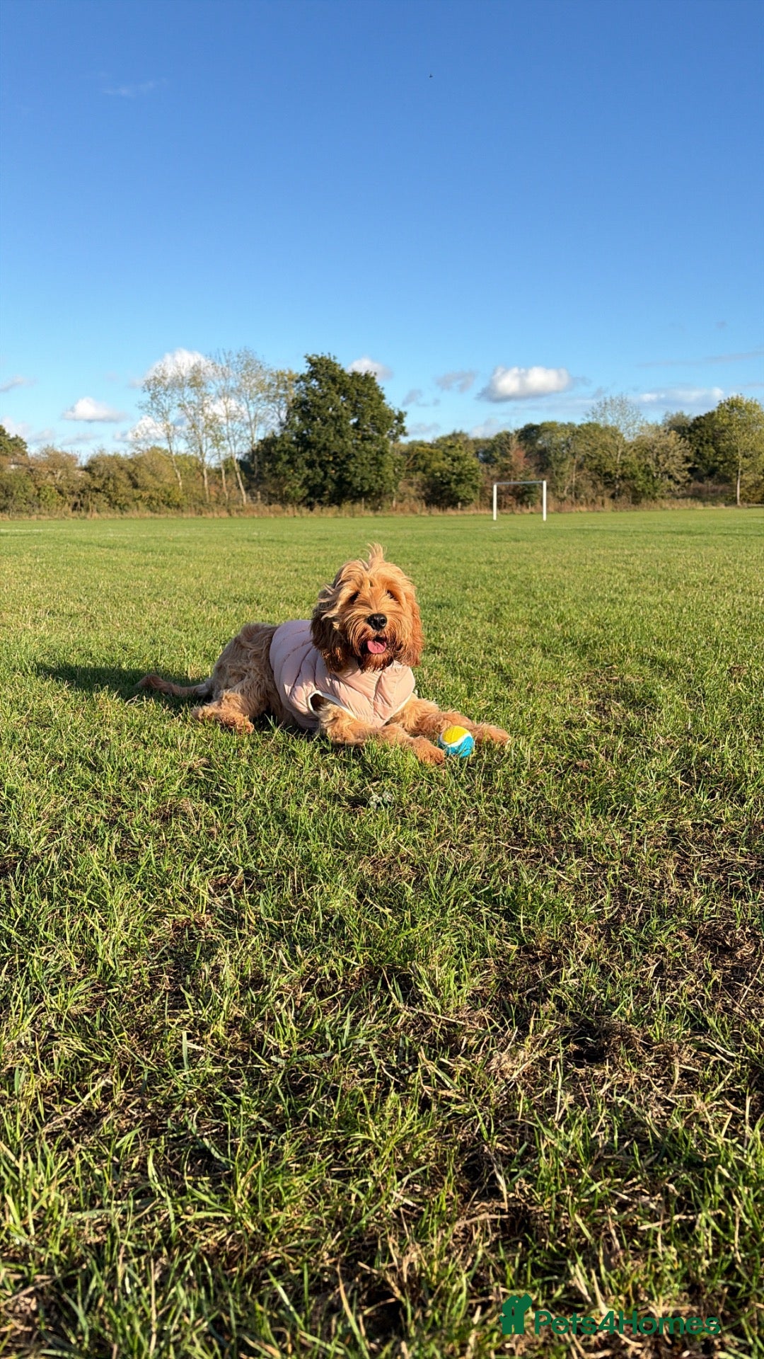 Cavapoo dogs for sale: Beautiful 7 month old Cavapoo for sale - Advert 6