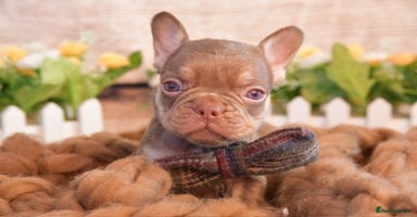French Bulldog dogs - Advert 16