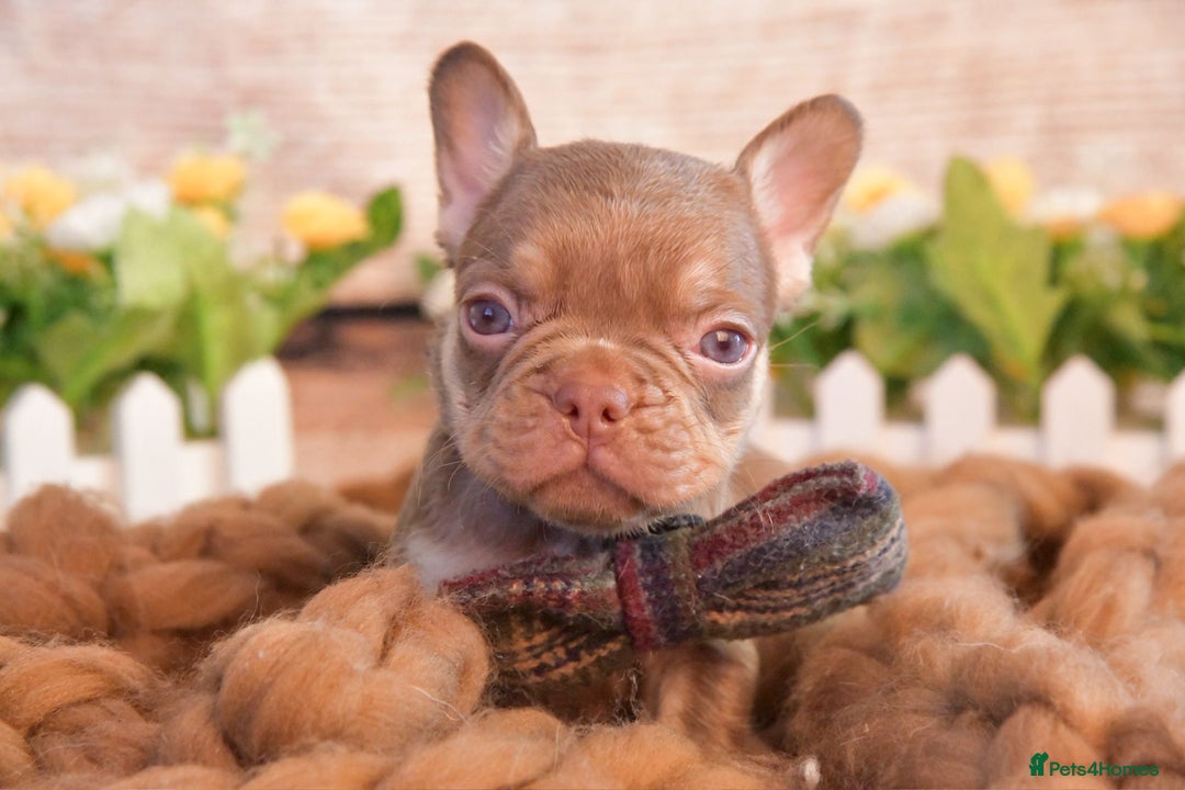 French Bulldog dogs for sale: Kc registered new shade french bulldogs - Image 6