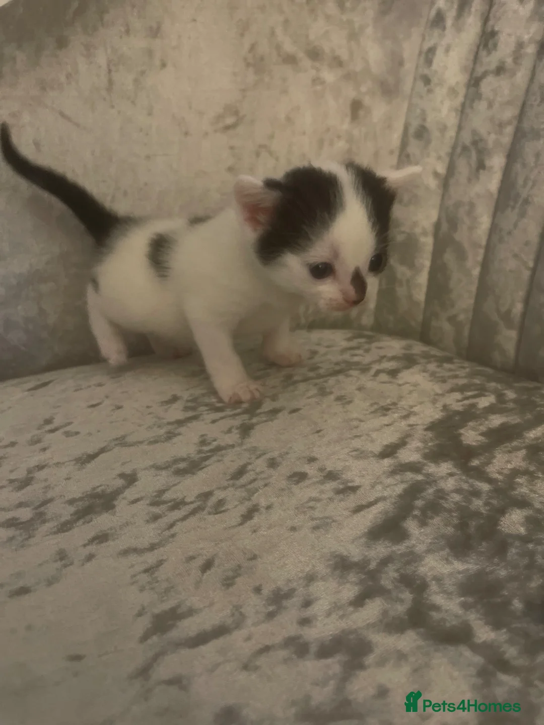 Mixed Breed cats for sale: 2boy 1 female kitten for sale  - Advert 2