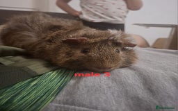 Guinea Pig rodents for sale: 13 guinea pigs mixed breed - Advert 38