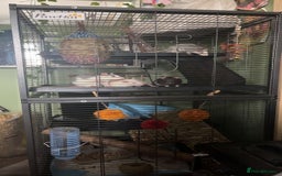 Rat rodents for sale: 4 Fancy Rats, 3 story cage and accessories  - Image 2