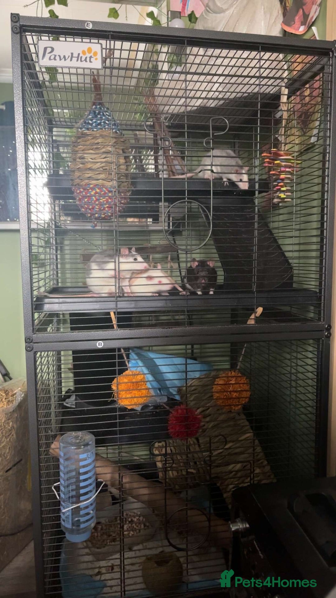 Rat rodents for sale: 4 Fancy Rats, 3 story cage and accessories  - Image 2