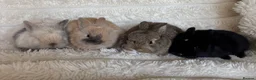 Netherland Dwarf rabbits for sale: Ready 9th November, Well Handled Beautiful Bunnies - Advert 3