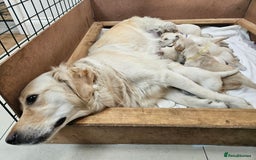 Golden Retriever dogs for sale: KC Registered Golden Retriever puppies - Image 9