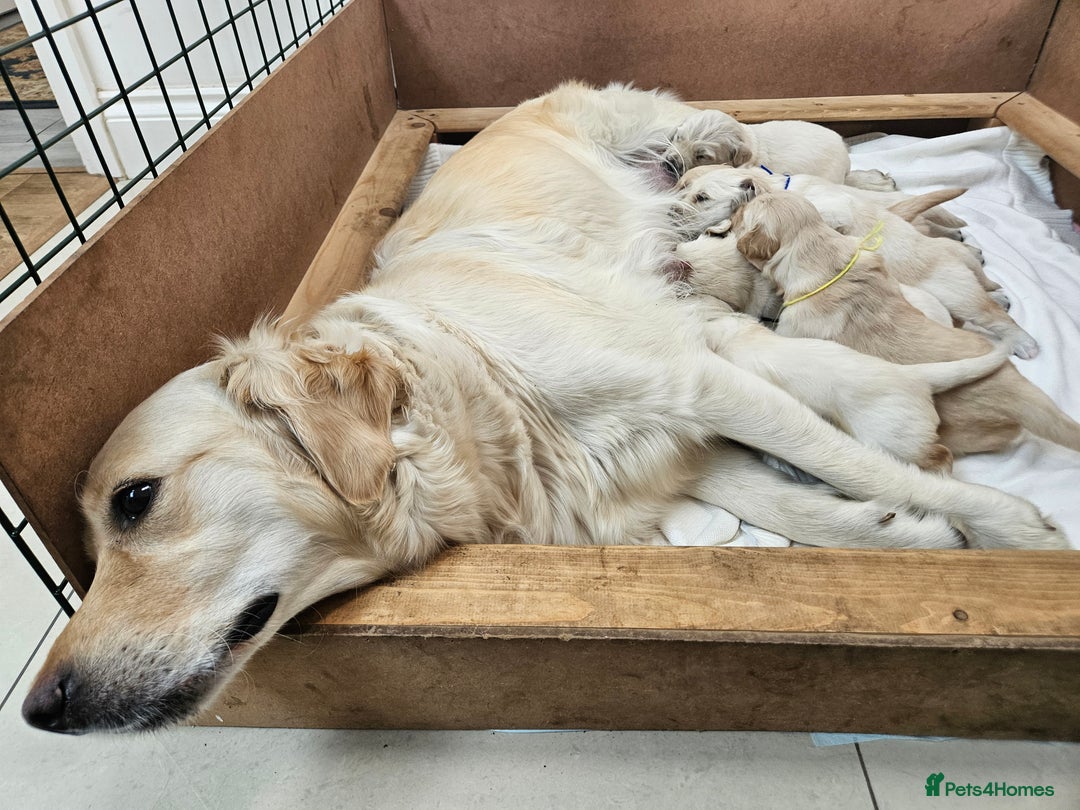Golden Retriever dogs for sale: KC Registered Golden Retriever puppies - Image 9