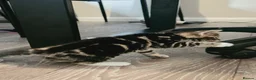 Bengal cats for sale: Bengal mixed kittens  in Harlow - Advert 8