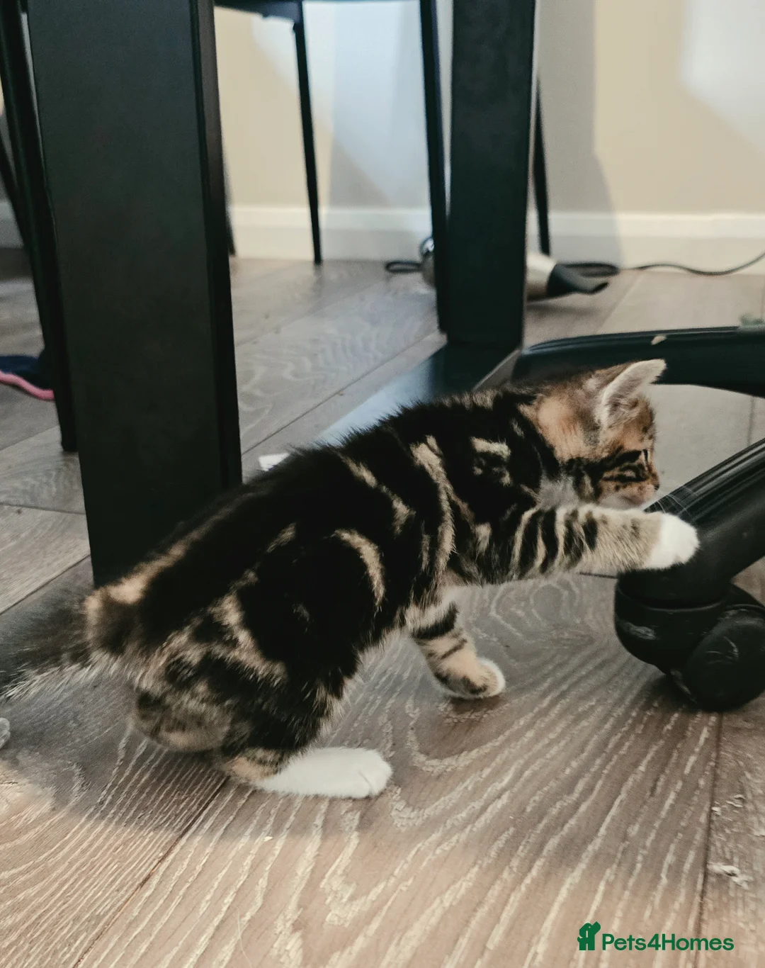 Bengal cats for sale: Bengal mixed kittens  in Harlow - Advert 8