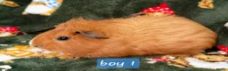 Guinea Pig rodents for sale: Young guinea pigs - Advert 2