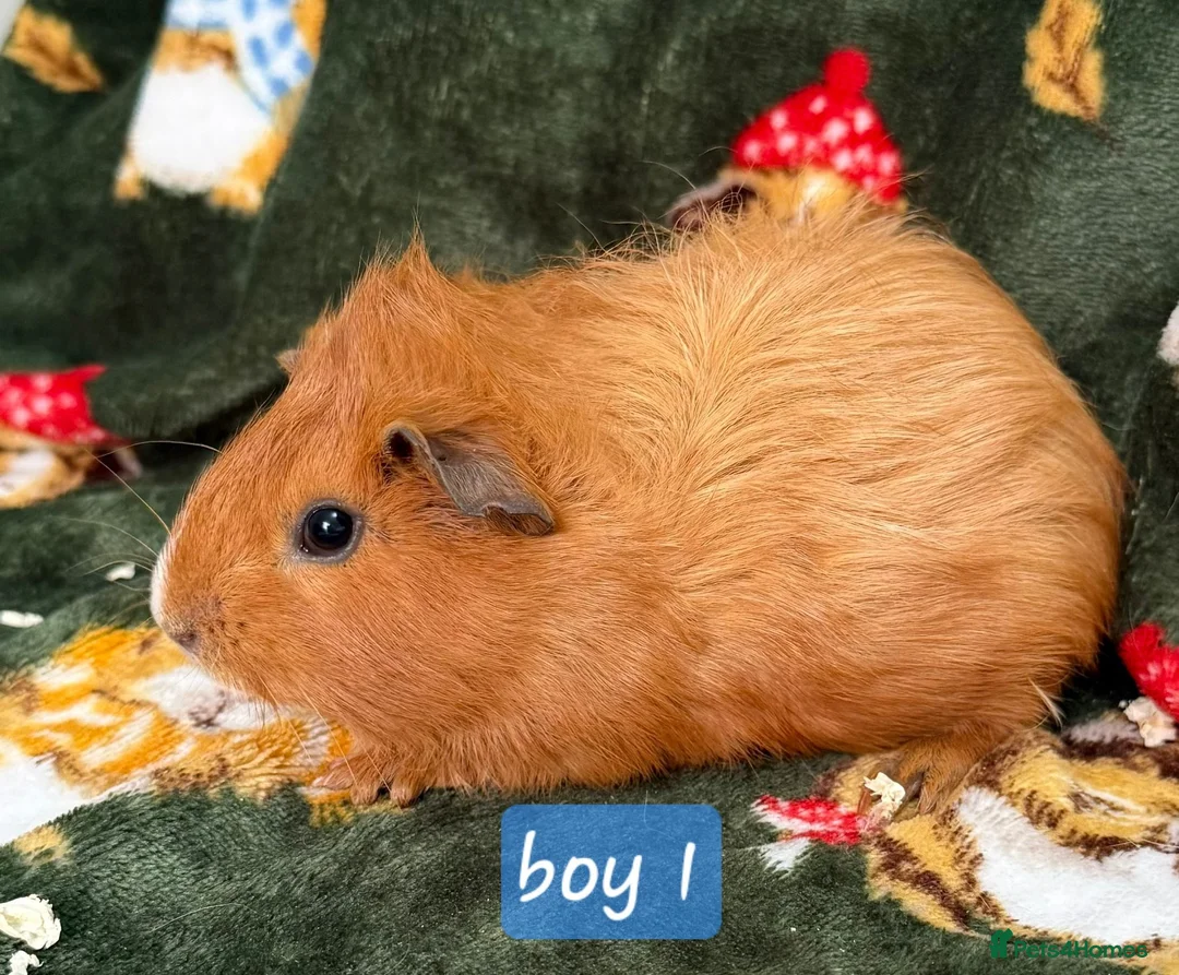 Guinea Pig rodents for sale: Young guinea pigs - Advert 2