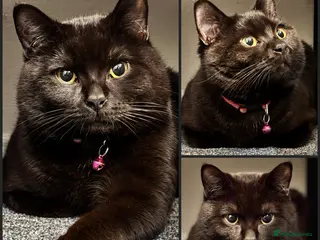 Mixed Breed cats 1 Year 9 Month Old Male Cat, Loving Home Needed - Advert 6