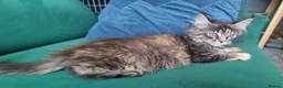 Maine Coon cats for sale: TICA REG. MAINE COON KITTENS  - Advert 15
