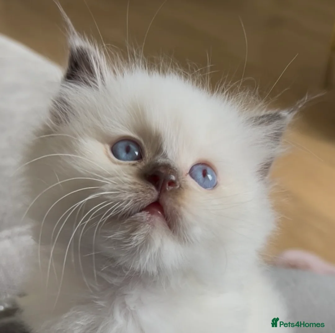 Ragdoll cats for sale: 🤎Exceptional Rare Chocolate Point Ragdoll Boy 🤎 - Advert 1