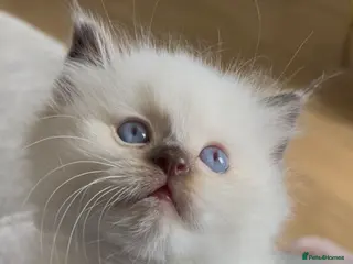 Ragdoll cats 🤎Exceptional Rare Chocolate Point Ragdoll Boy 🤎 - Advert 4