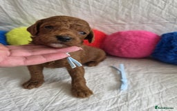Mini Goldendoodle dogs for sale: 👑Superb Rare Toy/Mini Deepest Red Goldendoodles👑 - Image 17
