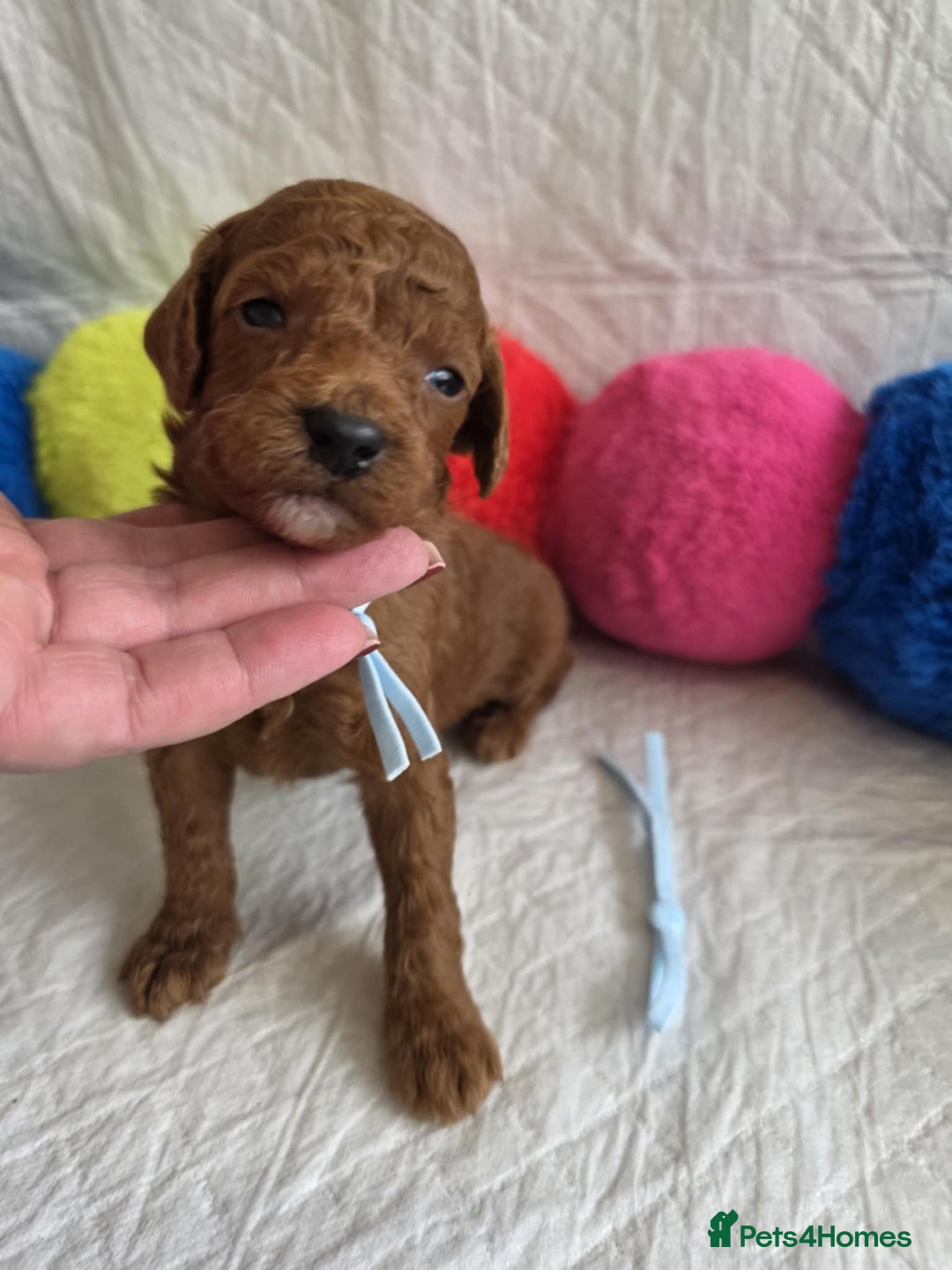 Mini Goldendoodle dogs for sale: 👑Superb Rare Toy/Mini Deepest Red Goldendoodles👑 - Image 17