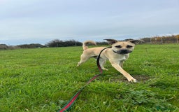 Mixed Breed dogs for adoption: Rocco - Norwich Norfolk  - Image 16