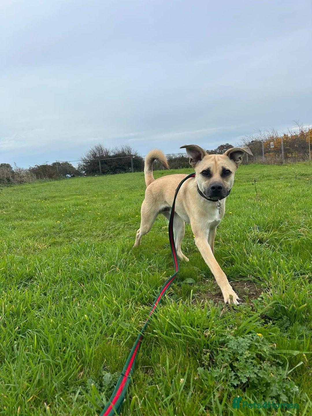 Mixed Breed dogs for adoption: Rocco - Norwich Norfolk  - Image 16