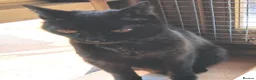 Mixed Breed cats for adoption: MUFFIN - Advert 7