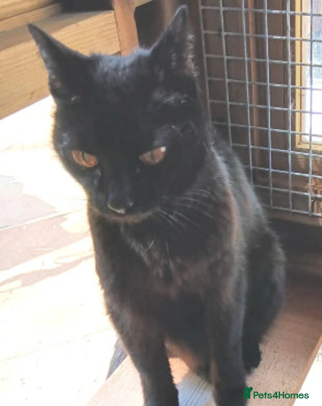 Mixed Breed cats for adoption: MUFFIN - Advert 7