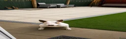 English Bull Terrier dogs for sale: English bull terrier  - Advert 14