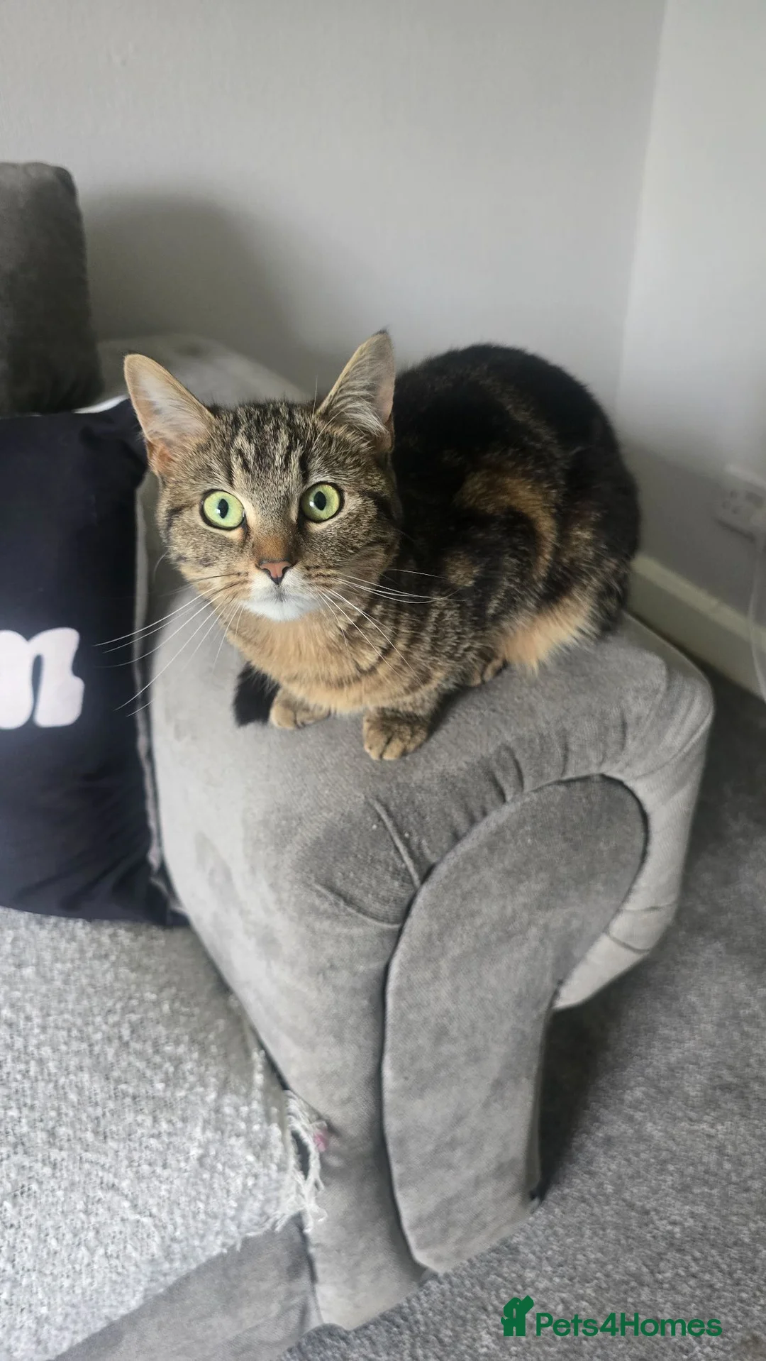 British Shorthair cats for sale: Lovely Female Cat - Advert 2
