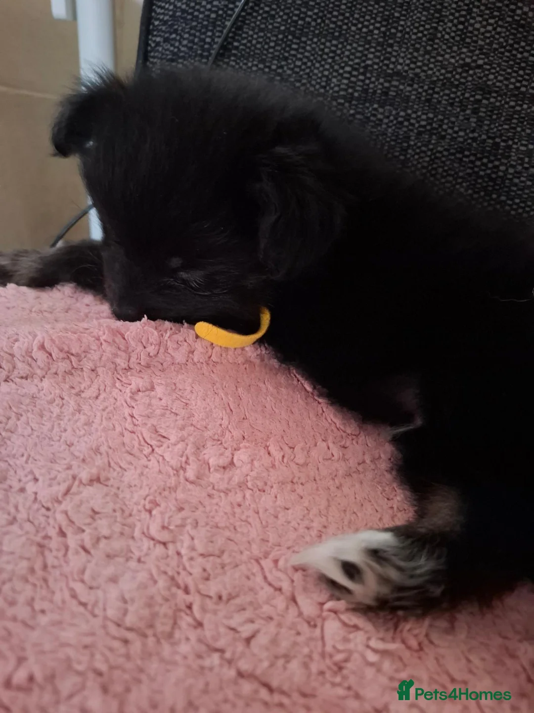 Mixed Breed dogs for sale: 🧸Puppies 🐶 adorable paparainian teddy bear 🧸 - Advert 1