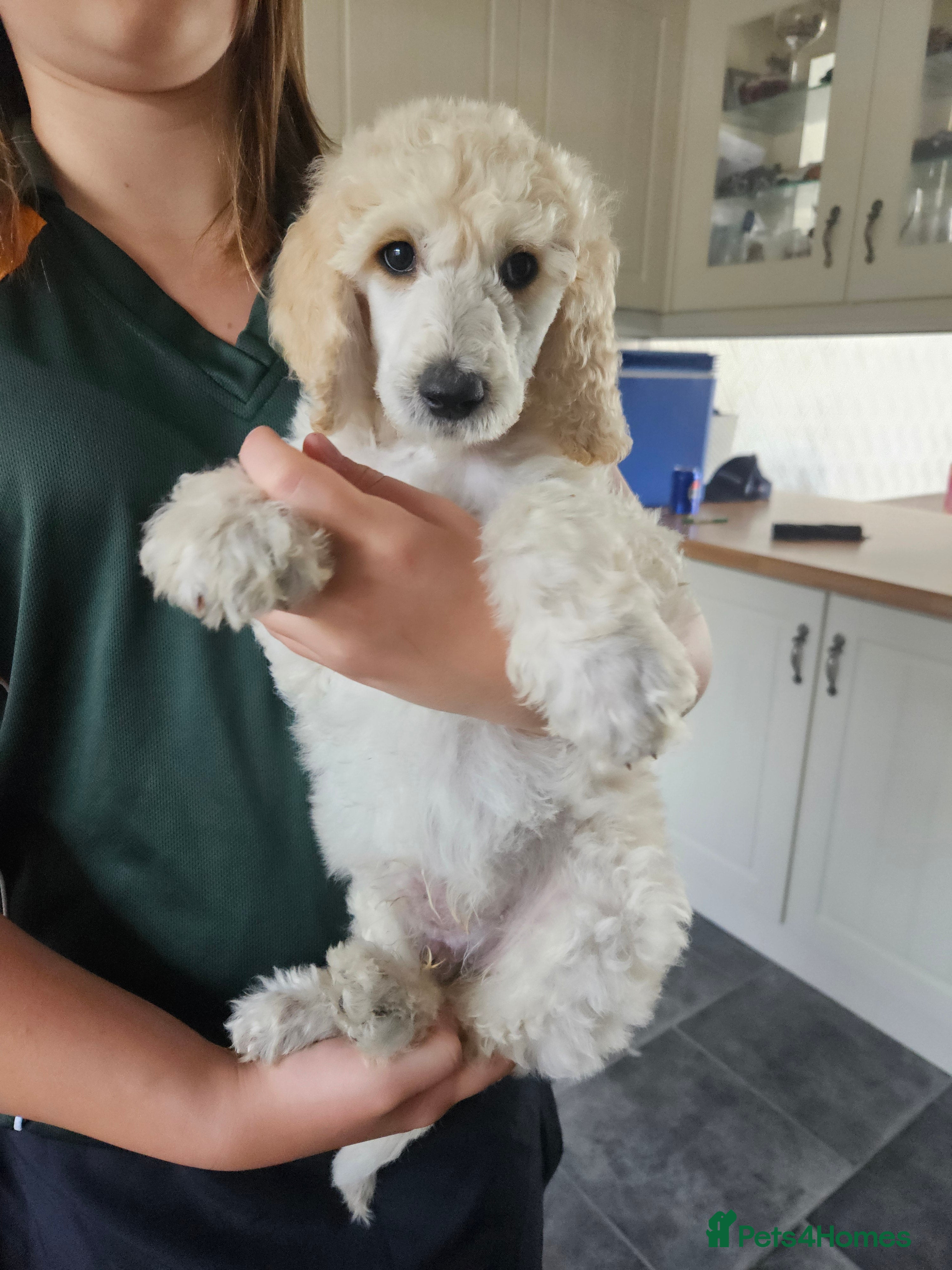 Standard Poodle dogs 💙Ready Now💙KC Registered Standard Poodle Boys 💙 - Advert 2