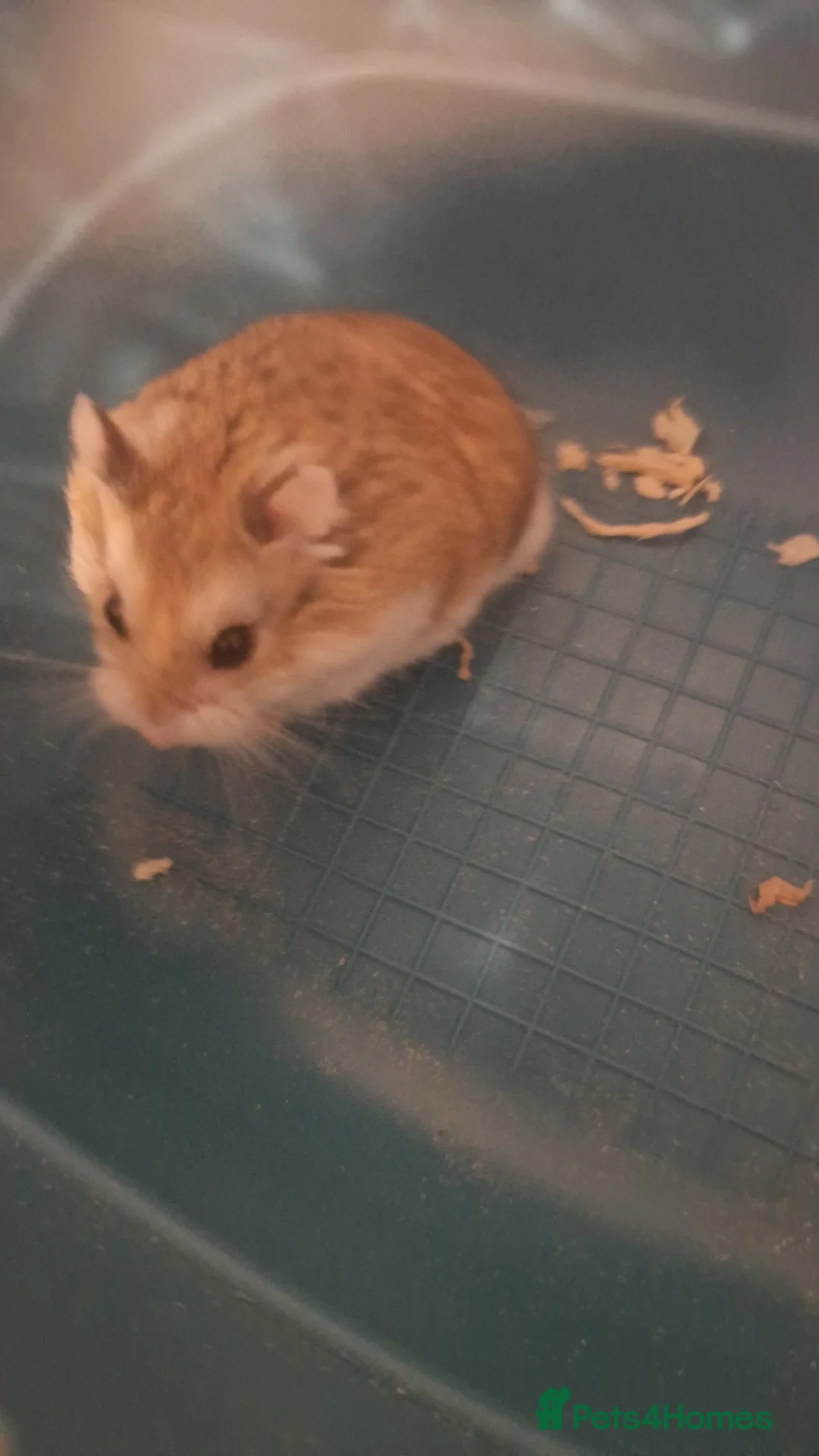 Hamster rodents for sale: male russian dwarf hamster in Tamworth - Advert 2