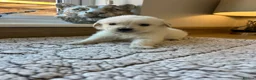 Golden Retriever dogs for sale: Gorgeous golden retriever pups - Advert 34