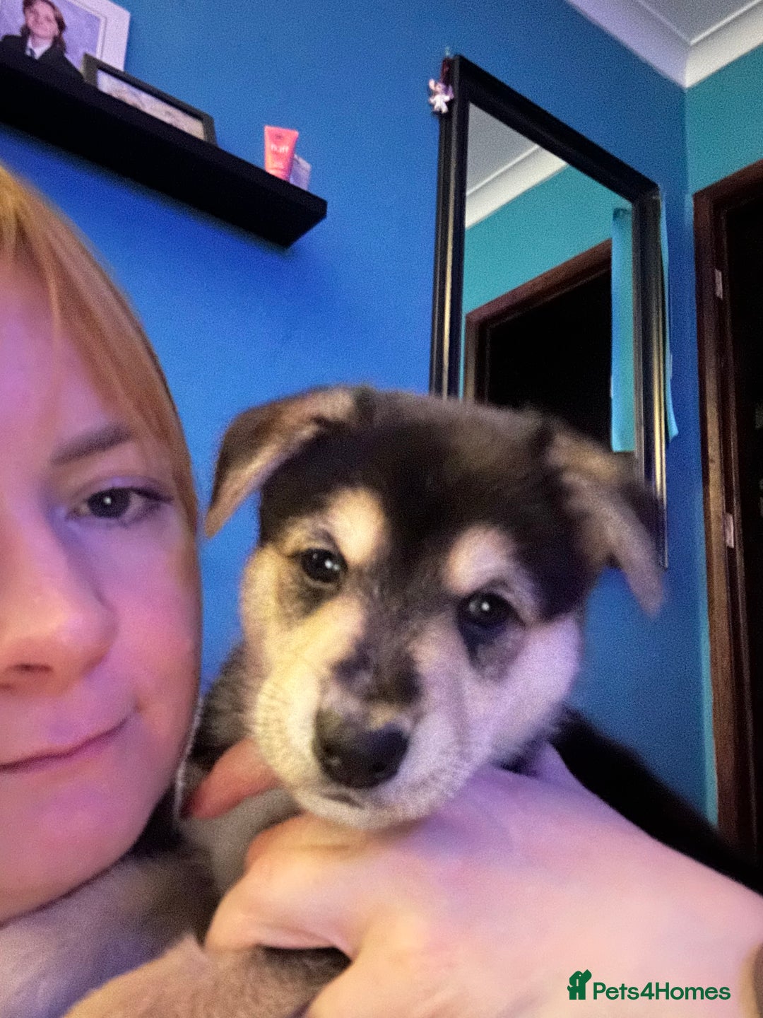 Mixed Breed dogs for sale: Gorgeous pups  - Advert 23