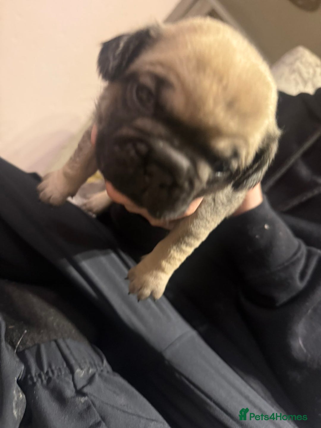 Frug dogs for sale: Frug puppies - Advert 12