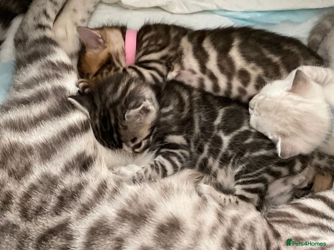 Bengal cats for sale: 🔥🏆Bengal Rossetted Tica Pedigree Leapords🏆🔥 - Advert 14