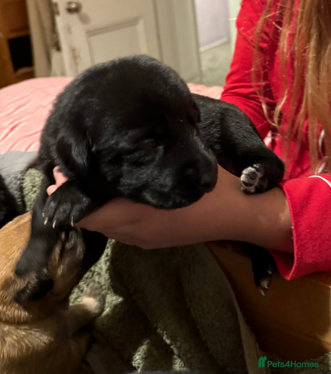 Mixed Breed dogs for sale: German shepherd, Labrador mix puppies for sale  - Advert 9