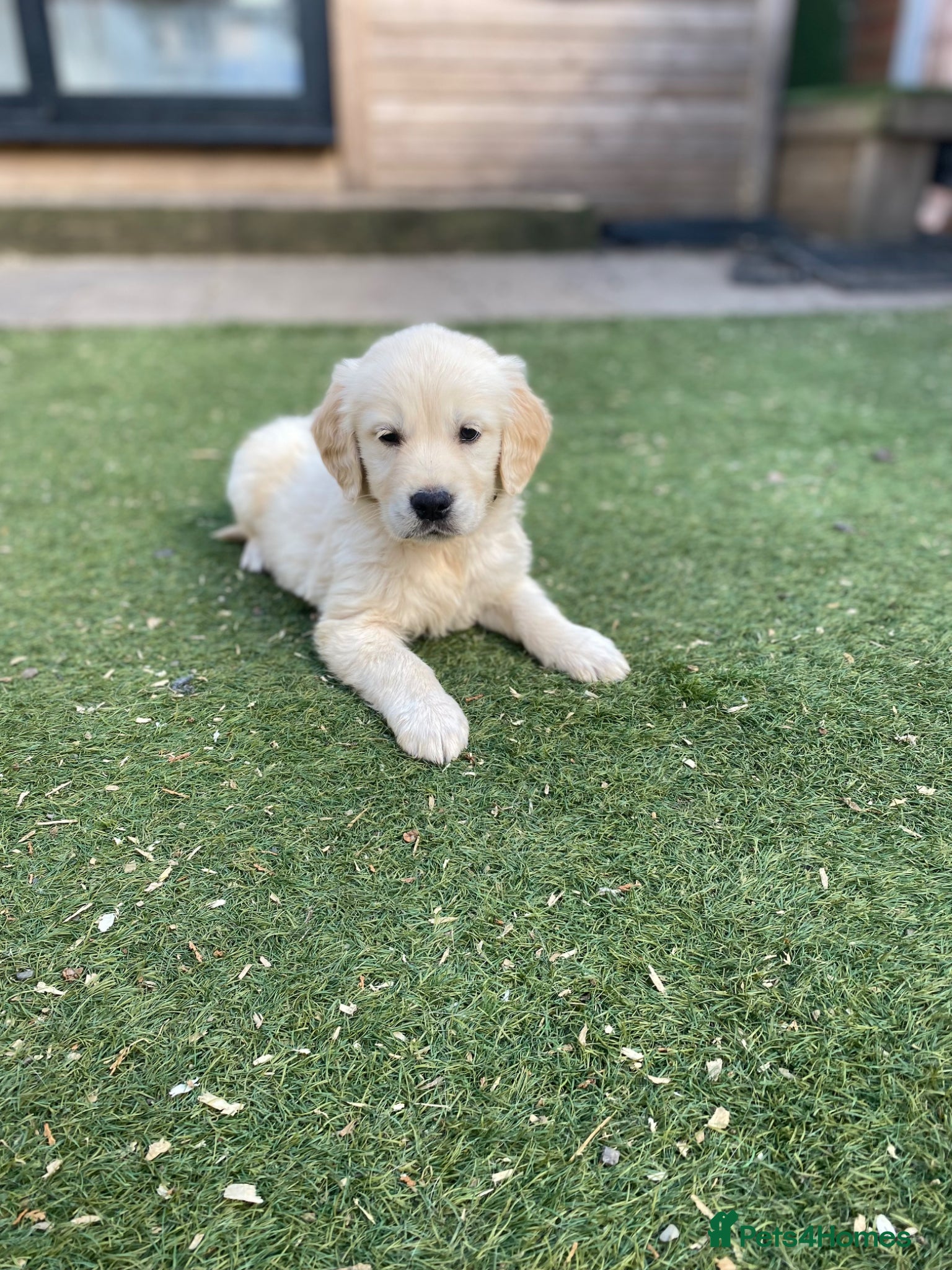 Golden Retriever dogs 💛🤍 5 Star ⭐️🐶 Golden Retriever Pups 🐶 🌟🤍💛 - Advert 1