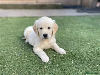 Golden Retriever dogs 💛🤍 5 Star ⭐️🐶 Golden Retriever Pups 🐶 🌟🤍💛 - Advert 1
