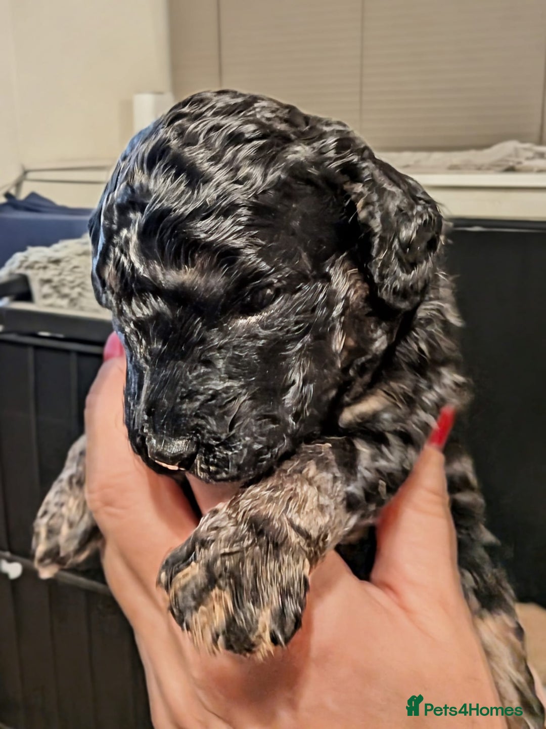 Mixed Breed dogs for sale: F1B Ttoodle Puppies  - Advert 5