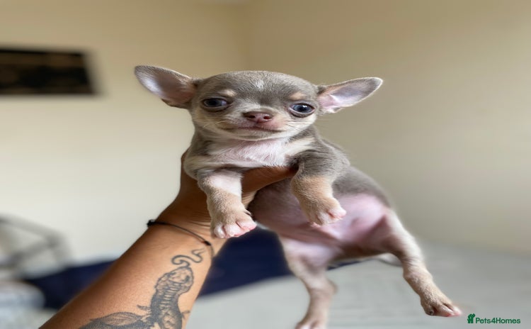 Chihuahua dogs - Advert 4