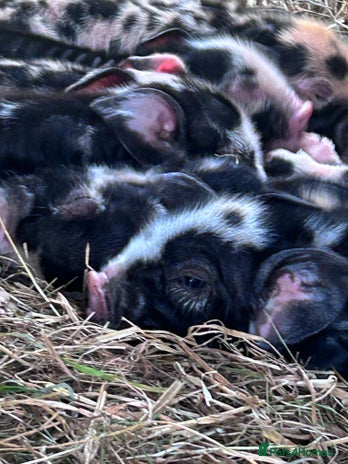 Pig livestock - Advert 1