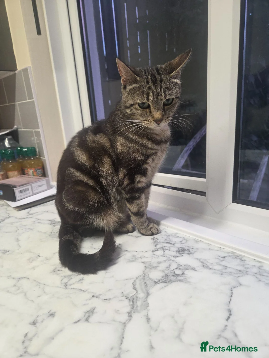 Mixed Breed cats for sale: 2 male kittens available  - Advert 1